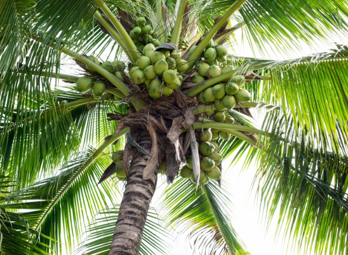 Janaen Salalah