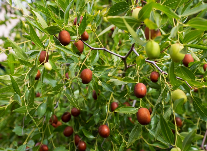 Rima Jojoba Project 