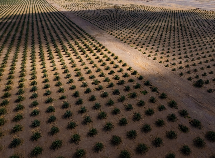 Al Kamil & Al Wafi Farm